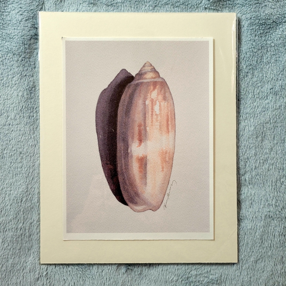 Lettered Olive, Seashell, Fine Art Print